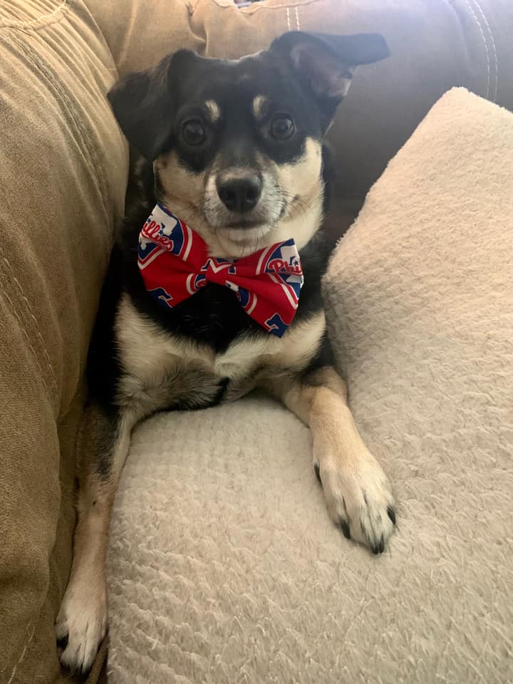 Philadelphia Phillies Dog Collar